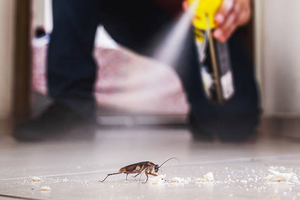 Best Flea Control Services  in East Grand Forks, MN